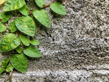 Duvardaki sarmaşıkların fotoğrafı negatif alan yeşil yaprakları