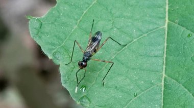 Kesik yeşil yapraklı küçük siyah bir böceğin yarı makro fotoğrafı.