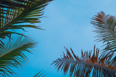 Kopya alanı kavramı için mavi gökyüzüne karşı palmiye yaprakları