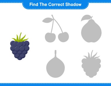 Doğru gölgeyi bul. Blackberry 'nin doğru gölgesini bul ve eşleştir. Eğitimsel çocuk oyunu, yazdırılabilir çalışma tablosu, vektör illüstrasyonu