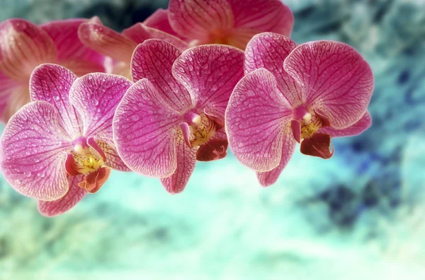 Orquídea Fotos De Stock Sin Royalties Gratis