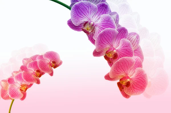 Orchid — Stock Photo, Image