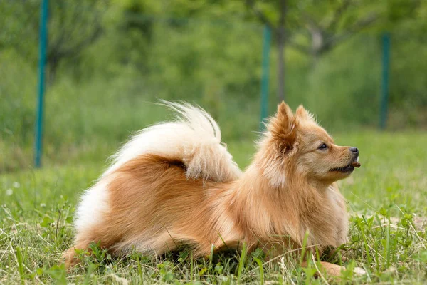 Lara Hund Posiert Gras — Stockfoto