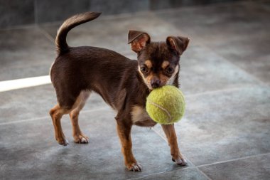 Şirin kahverengi chihuahua köpeği tenis topuyla oynuyor ve eğleniyor.