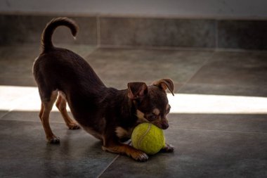 Şirin kahverengi chihuahua köpeği tenis topuyla oynuyor ve eğleniyor.