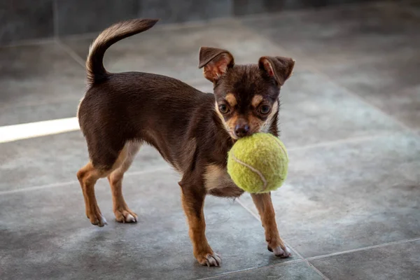 Niedlicher kleiner brauner Chihuahua-Hund spielt und hat Spaß mit einem Tennisball — Stockfoto