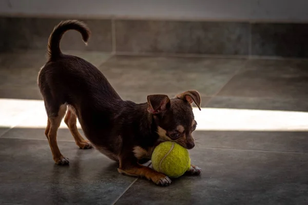 Niedlicher kleiner brauner Chihuahua-Hund spielt und hat Spaß mit einem Tennisball — Stockfoto