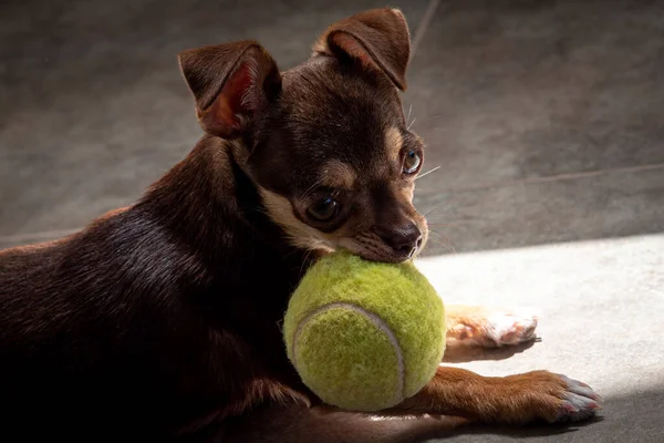 Carino piccolo cane marrone chihuahua giocare e divertirsi con una palla da tennis — Foto Stock