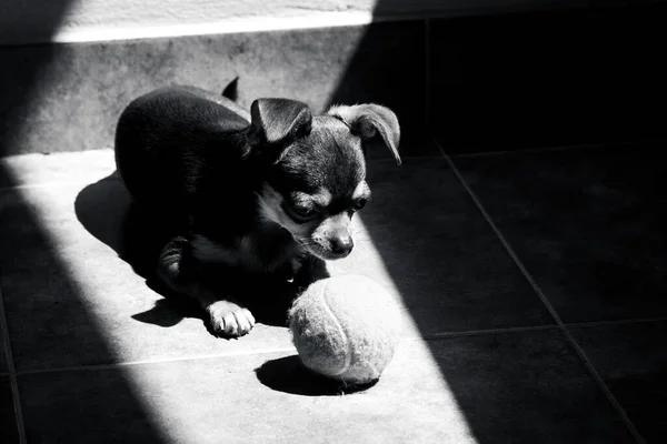 Χαριτωμένο μικρό καφέ chihuahua σκυλί κοιτάζοντας δυστυχώς στο παιχνίδι μπάλα του τένις, ενώ στηρίζεται στο φως του ήλιου σε μαύρο και άσπρο — Φωτογραφία Αρχείου