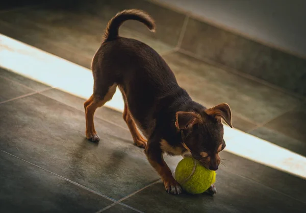 Carino piccolo cane marrone chihuahua giocare e divertirsi con una palla da tennis — Foto Stock