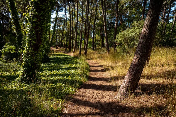 Vista perspectiva do caminho curvo através da bela floresta verde em um dia ensolarado brilhante, cercado por grama e árvores altas — Fotografia de Stock