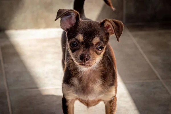 Carino piccolo cane chihuahua marrone guardando il visore anteriore tranquillamente pensativo — Foto Stock