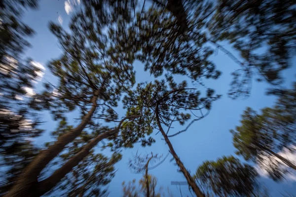 Efeito de zoom desfocado de copas de árvores de uma floresta vista de baixo em um dia ensolarado com céu azul — Fotografia de Stock