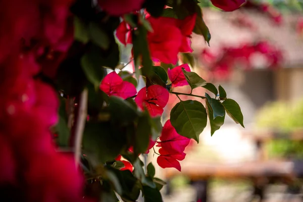 Schöne Bokeh von roten Bougainvillea-Büschen in Blüte. Extrem geringe Schärfentiefe — Stockfoto