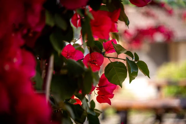 Frumos bokeh de tufiș roșu bougainvillea în floare. Adâncime superficială extremă a câmpului — Fotografie, imagine de stoc