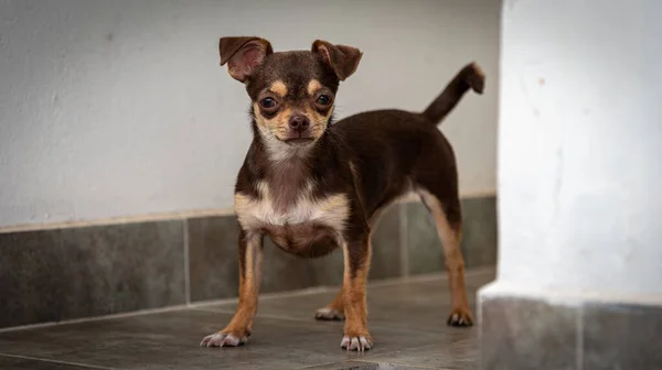 Carino piccolo cane chihuahua marrone guardando il visore anteriore tranquillamente pensativo — Foto Stock