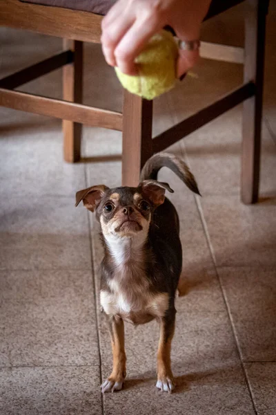 Niedlicher kleiner brauner Chihuahua-Hund blickt intensiv auf seinen Tennisball — Stockfoto