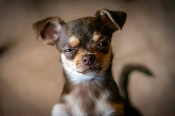 Lindo perrito chihuahua marrón mirando al visor delantero tranquilamente pensativo —  Fotos de Stock