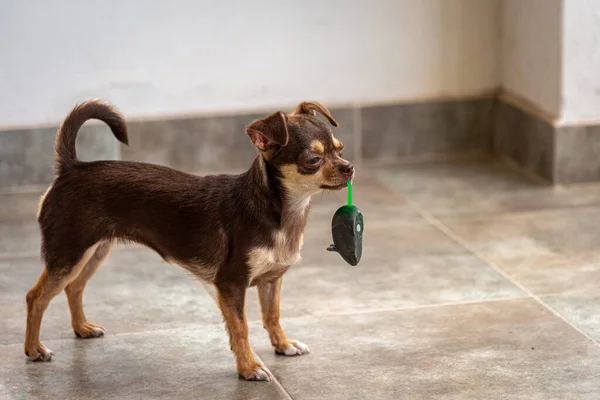 Niedlicher kleiner brauner Chihuahua-Hund, der mit einem Mausspielzeug spielt und Spaß hat — Stockfoto