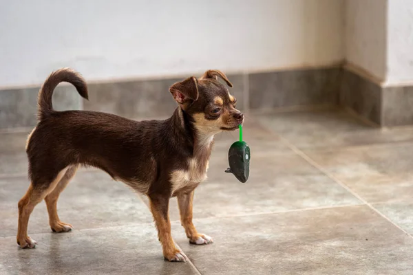 Cute little brown chihuahua dog playing and having fun with a mouse toy — Stock Photo, Image