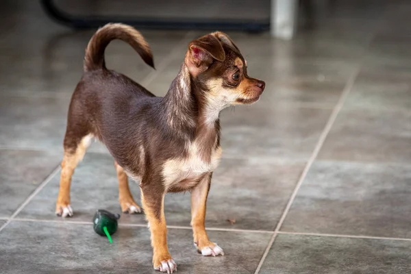 Cute little brown chihuahua dog playing and having fun with a mouse toy — Stock Photo, Image