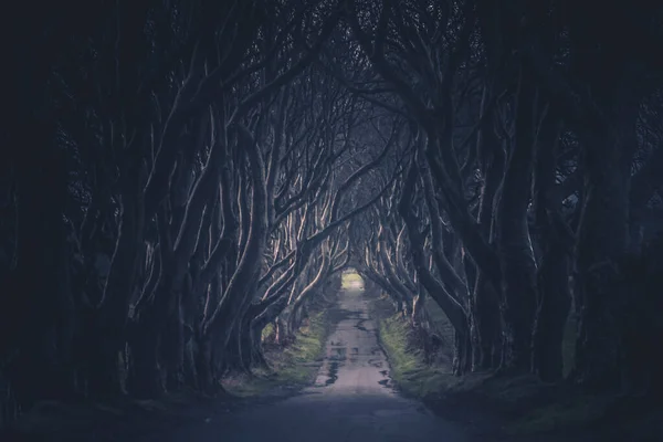 ANTRIM, NORTHER IRELAND, 20 de dezembro de 2018: The Dark Hedges in Northern Ireland. Estrada majestosa, assustadora e misteriosa através de árvores muito antigas. Destaque no Jogo dos Tronos como a Estrada dos Reis. — Fotografia de Stock