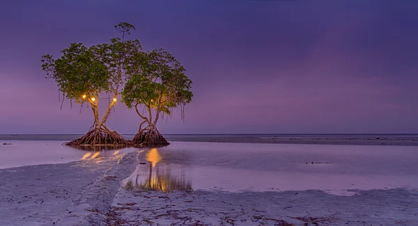 Dvou mangrovy Royalty Free Stock Obrázky