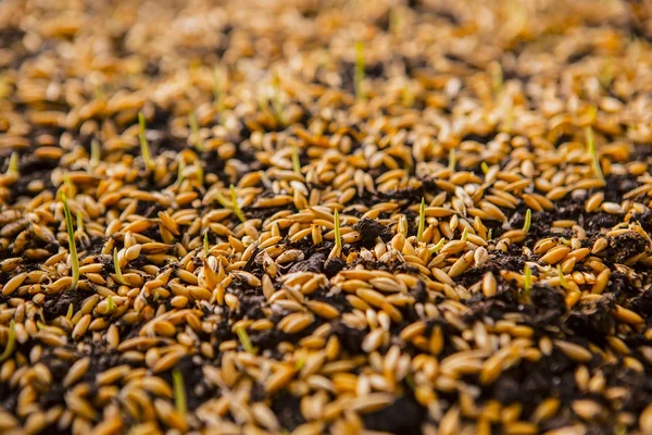 Brotos verdes de trigo, uma dieta de alimentos crus, crescendo — Fotografia de Stock