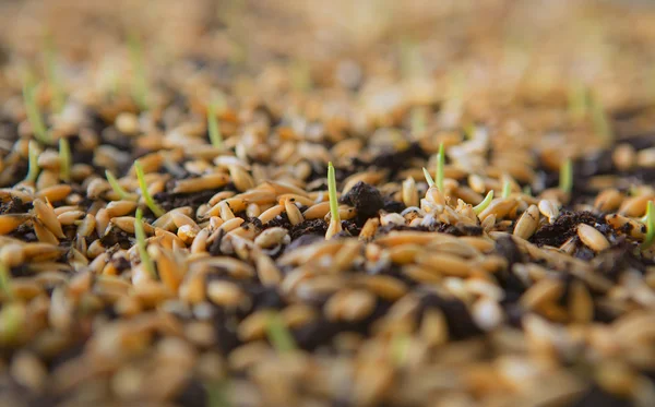 Wheat Green Sprouts, a Raw Food Diet, Growing — Stock Photo, Image