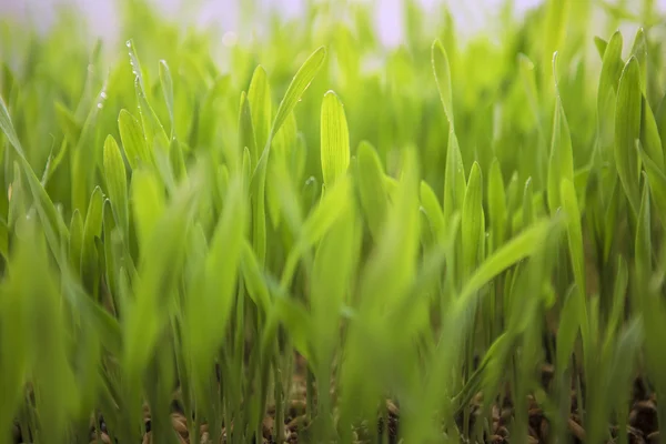 Mladé jarní trávy. Čerstvý přírodní zelené trávy detail — Stock fotografie