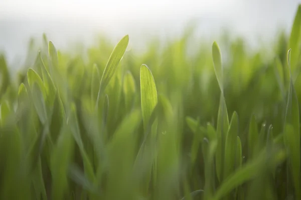 Jeune herbe de printemps. Herbe verte naturelle fraîche close-up — Photo