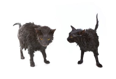 sevimli siyah ıslak kedi sonra banyo, komik küçük şeytan