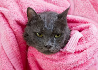 Cute gray soggy cat after a bath clipart
