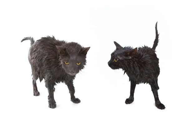 Lindo gato negro empapado después de un baño, pequeño demonio divertido — Foto de Stock