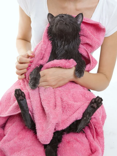 Lindo gato gris empapado después de un bañoLindo gato negro empapado después de un bate — Foto de Stock