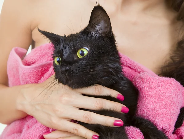 Süße schwarze aufgeweichte Katze nach einem Bad — Stockfoto