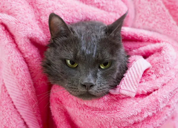 Mignon gris soggy chat après un bain Images De Stock Libres De Droits