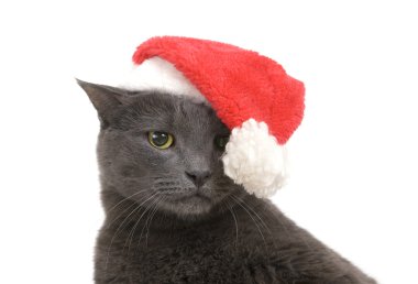 Noel üzgün kedi - Gri kedi Noel Baba