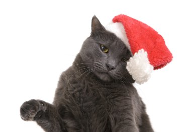 Christmas cat - Gri kedi Noel Baba, Noel pet santa hat