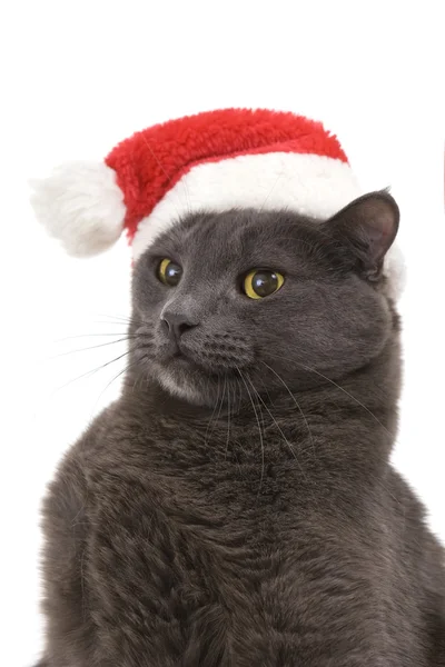 Vánoční kočka - šedá kočka santa, vánoční pet v santa hat — Stock fotografie