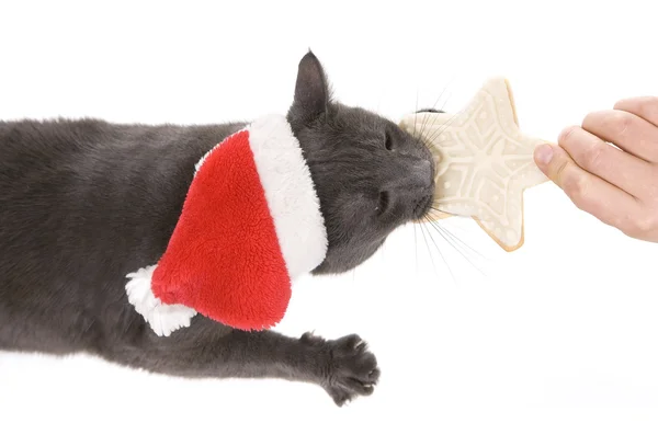 Jul katt - grå katt tomte, jul pet med santa claus h — Stockfoto