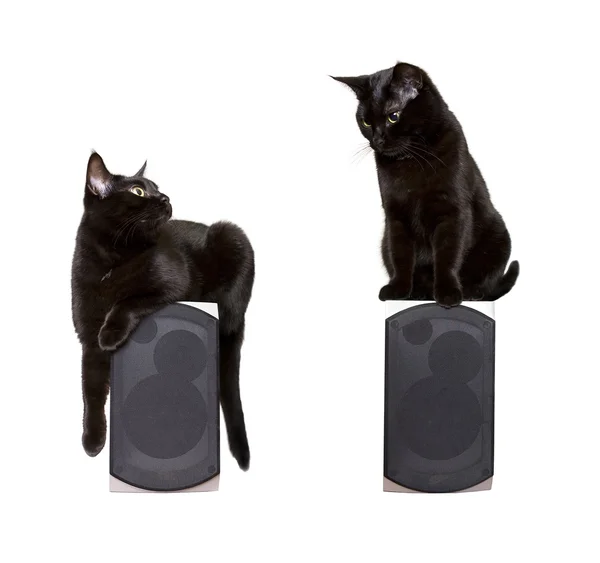 Black cute cat sitting on speaker and listening music, Isolated — Stock Photo, Image