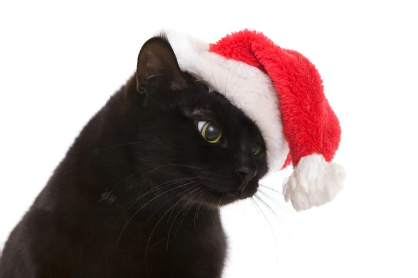 Schwarze Katze santa - süße Weihnachtskatze, Weihnachtstier mit Weihnachtsmann — Stockfoto