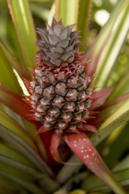 Çiftlikte yetişen ananas tropikal meyvesi