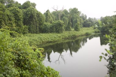 Derin orman, yemyeşil tropikal yağmur ormanları Kuzey Hindistan