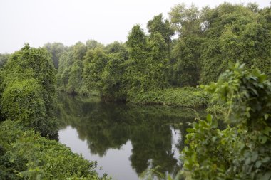 Derin orman, yemyeşil tropikal yağmur ormanları Kuzey Hindistan