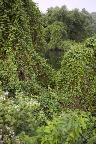 Deep Forest, Lush Tropical Rainforest in North India — Stock Photo, Image