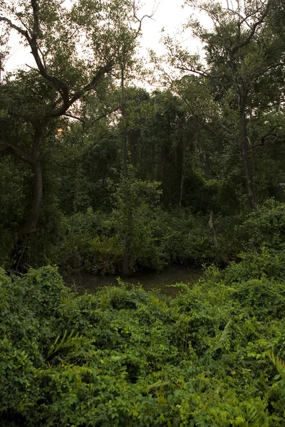 Deep Forest, Lush Tropical Rainforest in North India — Stock Photo, Image