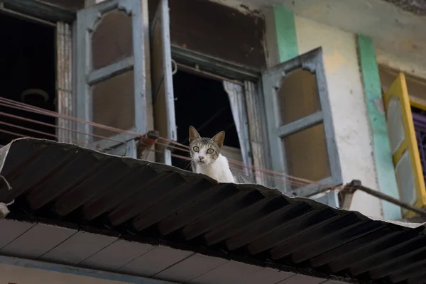 Grazioso gatto senzatetto su Chor Bazaar - Mercato indiano antico a Mumb — Foto Stock