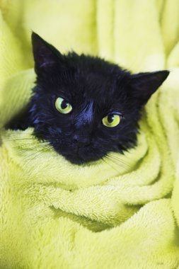 Black Cute soggy Cat after Bath  clipart